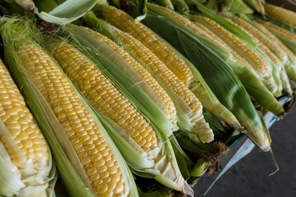 东方甄选回应下架玉米：为保品质 不能超量生产