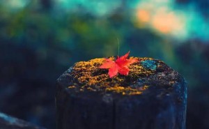 正官七杀大不同：一个求名一个逐权，你的命理中是哪一种？