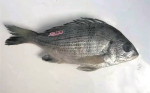 带编码的鱼“现身”引热议：科学放流与盲目放生有何不同？