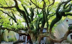 普陀鹅耳枥：地球独子，能否逃脱濒危命运？