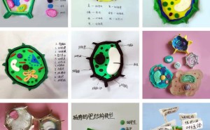 西安市九十九中学：生物建模展，探索生命奥秘的奇妙之旅