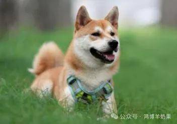 狗的进化