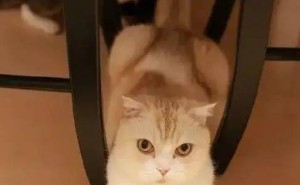 猫咪的快乐秘籍！你家喵主子是否也在偷偷享受这七大幸福瞬间？