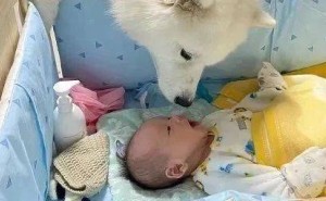 萨摩耶姐姐温柔倾听宝宝咿呀，萌化网友：他们在说啥悄悄话？