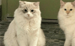 猫咪托梦找妈妈，结果找错人还吐槽男友？这波操作太神奇了！
