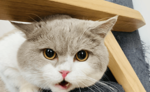 养猫新手必看！从零开始的养猫攻略，助你成为优秀铲屎官