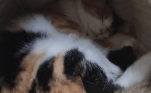 继承百万房产却弃养老猫，人性的凉薄何时休？