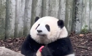 萌翻全网！大熊猫花花为何能成为顶流“女星”？