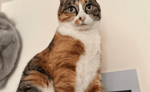 猫咪的“喵言喵语”，你读懂了几分？