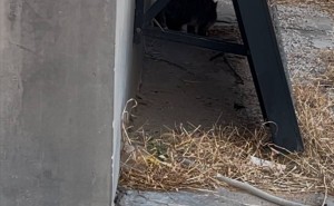 四年投喂情，流浪猫未来何去何从？