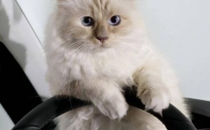 老佛爷爱猫Choupette：21亿遗产背后的孤独身影，它现在过得好吗？