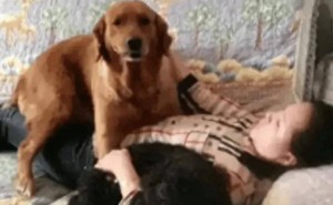 宠物心理健康引关注：女子洗澡后被金毛猛然扑倒，背后原因何在？