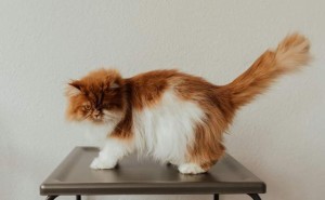 养猫不烦恼！揭秘减少猫毛掉落的实用秘诀