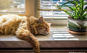 猫咪最爱的“床”竟然不是猫窝？这些地方让它们欲罢不能！