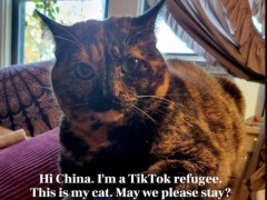 TikTok难民涌入小红书，网易游戏热情相迎，饿了么：饿了吗？