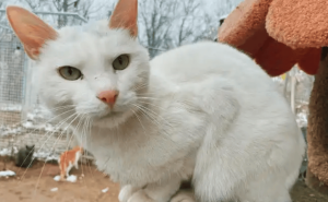 猫咪的魅力何在？探索它们如何成为我们心中的小太阳！
