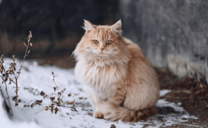 猫的繁殖秘密：一年内可能多次发情，如何科学管理？
