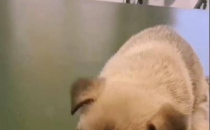 三条腿警犬巴顿：如何以残缺之躯，赢得全网尊重与点赞？