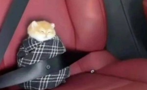 拼车也能拼到小猫咪？猫咪成“乘客”引网友热议！
