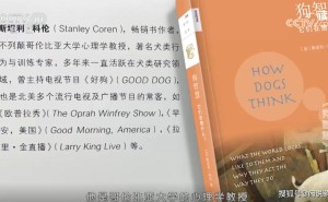 泰迪与比熊智商比拼：究竟谁更胜一筹？