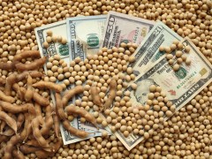 巴西大豆出口2025年预计增长8%，产量需求双提升