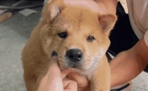 广州养狗新政：35种烈性犬禁养，土狗解禁啦！