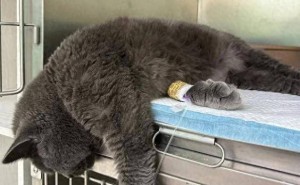 猫咪行为异常，可能是健康警报！这些信号你捕捉到了吗？