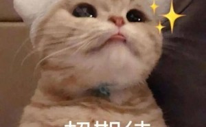 离家小猫混不下去，深夜归家敲门喊妈：好大儿我回来啦！