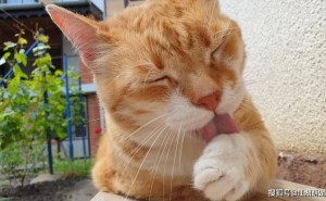 猫咪吐毛球别担心，这份指南帮你轻松应对！