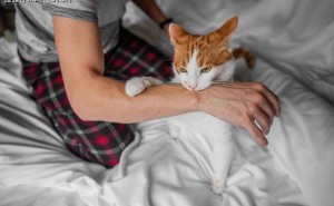 猫咪抓伤出血怎么办？科学应对，这些情况你需要知道！