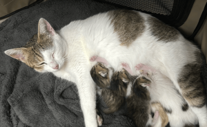 小猫崽初见大猫“超凶”哈气，萌态十足攻击力为零？
