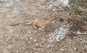 国道边橘猫命悬一线，好心大姐援手，重生之路温暖人心