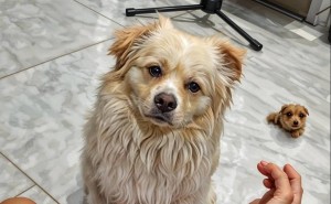 猫狗逗趣：狗狗轻咬猫尾遭反击，猫咪连打十二巴掌，狗狗一脸懵！