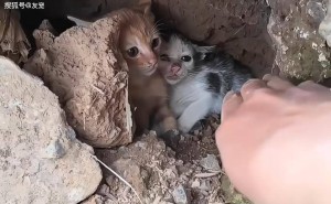 田埂小猫绝境逢生，宠物医生暖心救助重获新生