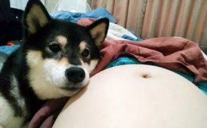 狗狗初见胎动反应各异，憨态可掬惹人爱！