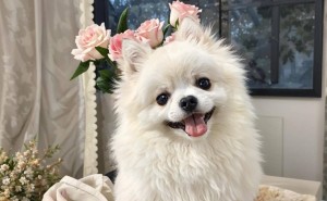 小狗成生意小能手，独居老人晚年生活大变样！