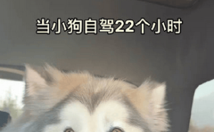 4000公里自驾归家路，主人与爱犬同舟共济累并温馨着