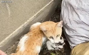 爱心接力！流浪猫妈妈与幼崽获救，它们的未来将何去何从？