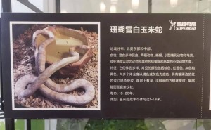 蛇年宠物新宠！小朋友热衷养蛇，如何说服家长成热议话题