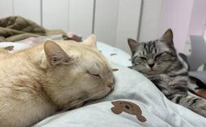 猫咪的暖心“人精”行为，你家主子展现了几项？