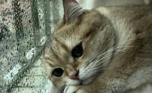 猫咪的“哭泣”信号，你捕捉到了吗？