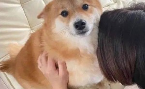柴犬被妈妈狂吸秒变“惊恐脸”，网友：我也想闻闻这味道！