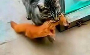 狸花猫显神威，轻松擒获肥黄鼠狼，村民惊呼：这是猫中豪杰吗？