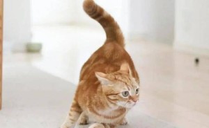 猫咪满屋疯跑，竟是这些小心思在作祟！