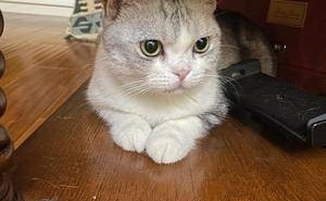 如何让老猫欣然接受新成员？铲屎官必看的和谐共处秘籍！