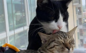 猫咪的“悄悄话”大揭秘：它们竟是这样交流的！