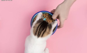 猫咪吃猫粮呕吐？别担心，科学处理守护喵星人健康！