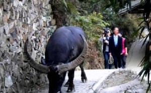 雷公山牛王的传奇一生：主人深情养老送终，茅台酒祭奠彰显人牛情深