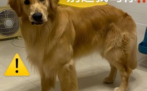 狗狗的“骂骂咧咧”，其实是超在乎你的表现！你听懂了吗？