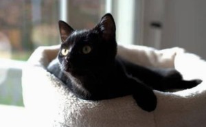 熬夜加班的猫咪“电子呼噜”，让文件秒变“zzz”海洋！